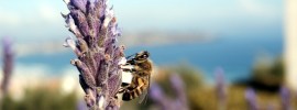 Abeja asesina