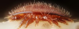 Varroa destructor
