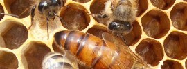 Abeja Reina