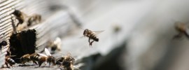 Abejas en la piquera