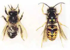 Abeja vs Avispa